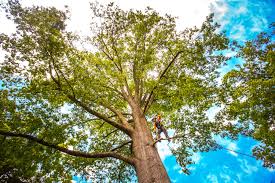 Best Tree Disease Treatment  in Middleport, NY