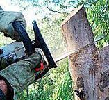 Best Emergency Tree Removal  in Middleport, NY