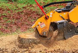 Best Tree Fertilization  in Middleport, NY