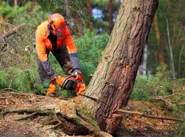 Best Commercial Tree Services  in Middleport, NY
