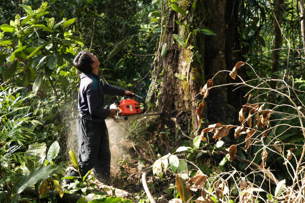 Best Hazardous Tree Removal  in Middleport, NY