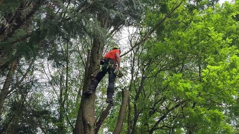 Best Tree Mulching  in Middleport, NY