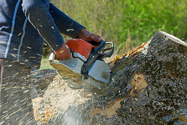 Professional Tree Removal in Middleport, NY